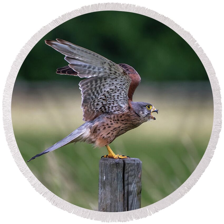 Kestrel Round Beach Towel featuring the photograph The male Kestrel on his way by Torbjorn Swenelius