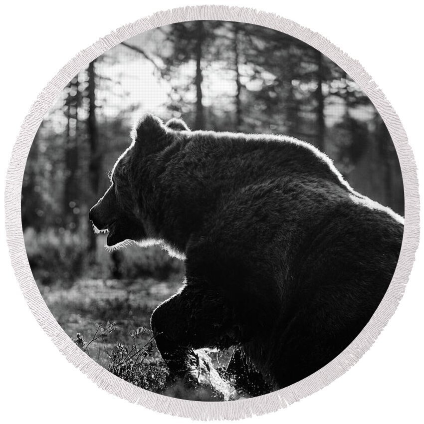 Boreal Wildlife Center Round Beach Towel featuring the photograph The rising II. Brown Bear in bw by Jouko Lehto