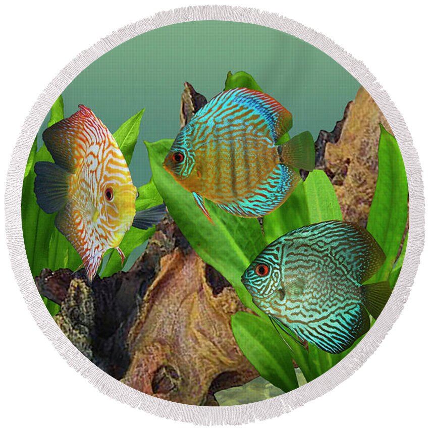 Fish Round Beach Towel featuring the digital art Three Discus Fish by M Spadecaller