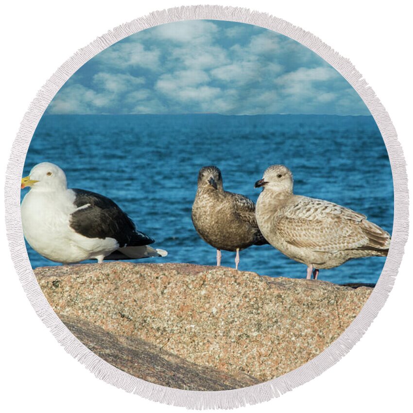 Gulls Round Beach Towel featuring the photograph Three On The Rocks by Cathy Kovarik