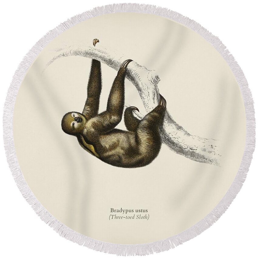 Sloth Round Beach Towel featuring the painting Three-toed Sloth Bradypus ustus illustrated by Charles Dessalines D Orbigny 1806 1876 2 by Celestial Images