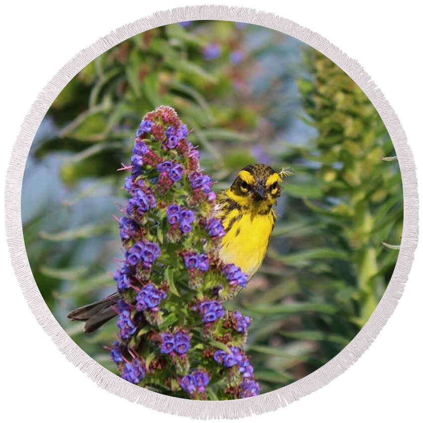 Townsend's Round Beach Towel featuring the photograph Townsend's Warbler - 6 by Christy Pooschke