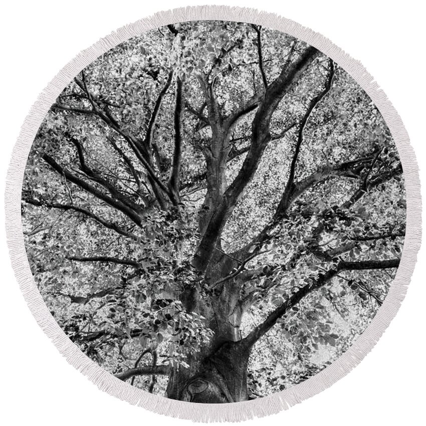 Black And White Round Beach Towel featuring the photograph Tree Branches by David Meznarich