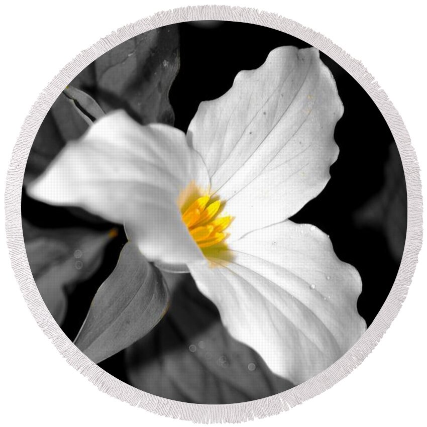 Black & White & Yellow Round Beach Towel featuring the photograph Trillium 18 BWY by Daniel Thompson