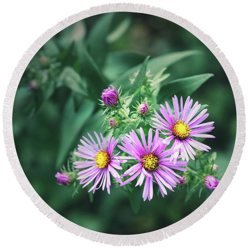 New England Aster Round Beach Towel featuring the photograph Trio of New England Aster Blooms by Scott Norris