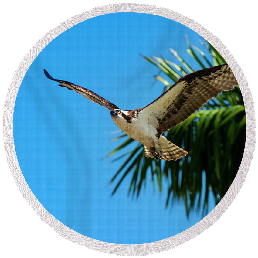 Bird Round Beach Towel featuring the photograph Tropical Flight by Quinn Sedam