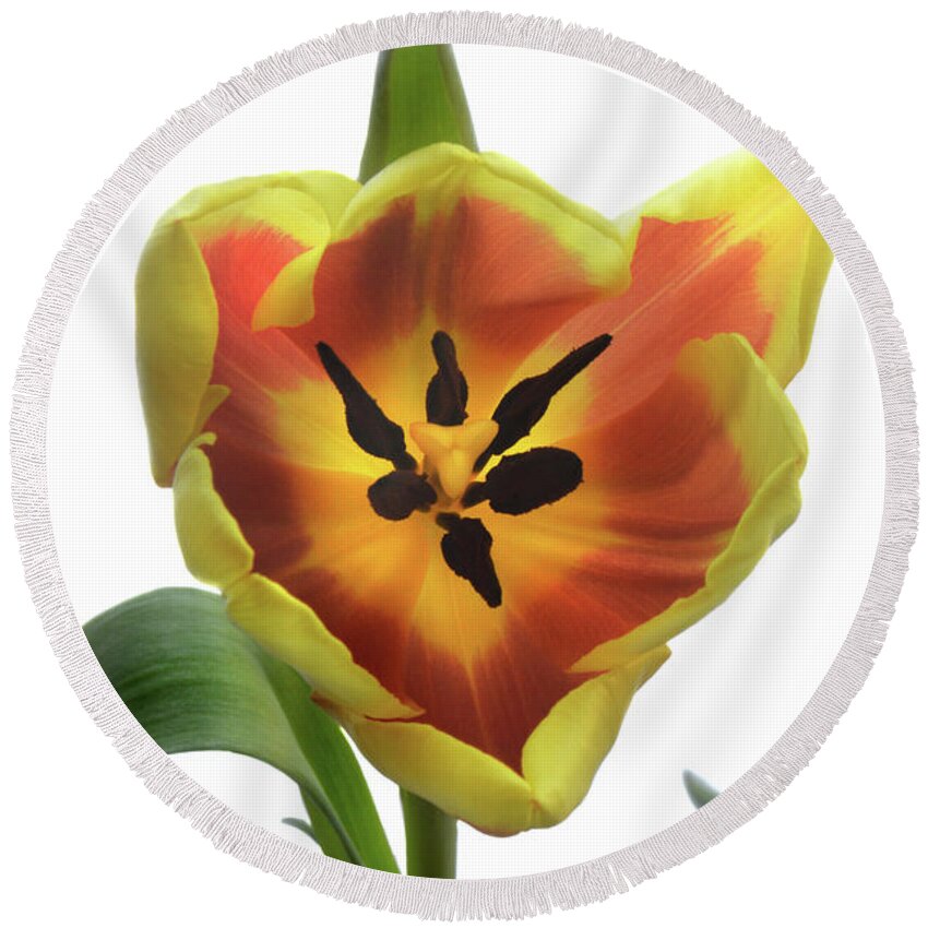 Tulips Round Beach Towel featuring the photograph Tulip Time by Terence Davis
