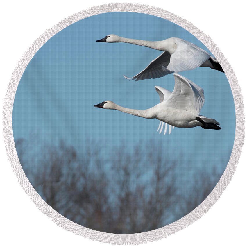 Birds Round Beach Towel featuring the photograph Tundra Swan Duo by Donald Brown