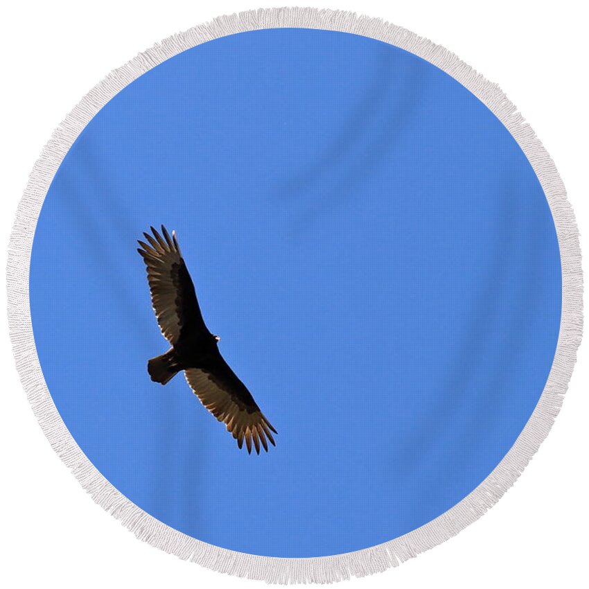 Bird Round Beach Towel featuring the photograph Turkey Vulture Soaring by Ed Riche
