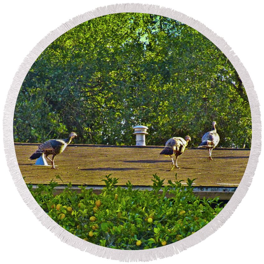Turkey Round Beach Towel featuring the photograph Turkeys On The Roof by Joyce Dickens