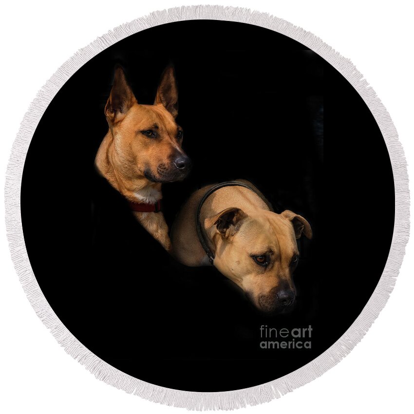 Animals Round Beach Towel featuring the photograph Two Dogs by Elaine Teague