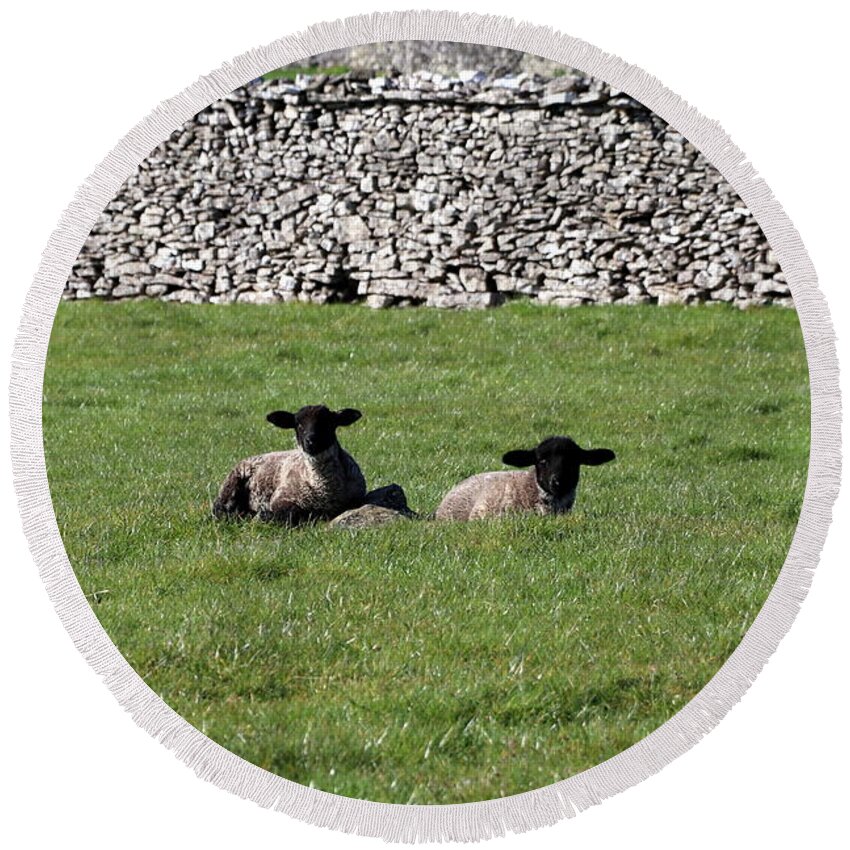 Lamb Round Beach Towel featuring the photograph Two little lambs by Lukasz Ryszka