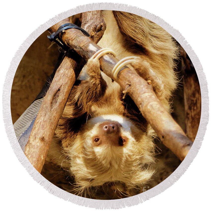 Sloth Round Beach Towel featuring the photograph Two Toed Sloth by Natural Focal Point Photography