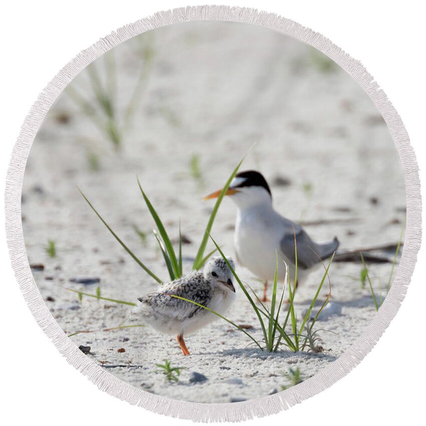 Bird Round Beach Towel featuring the photograph Two Weeks Old by Susan Rissi Tregoning