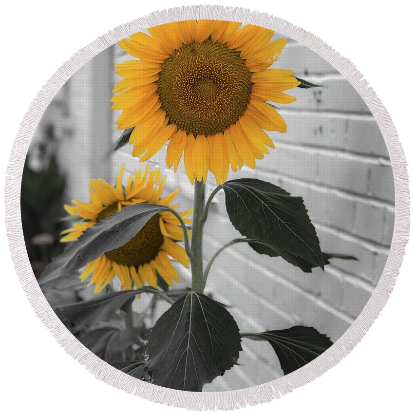 Sunflower Round Beach Towel featuring the photograph Urban Sunflower - Black and White by Lora J Wilson