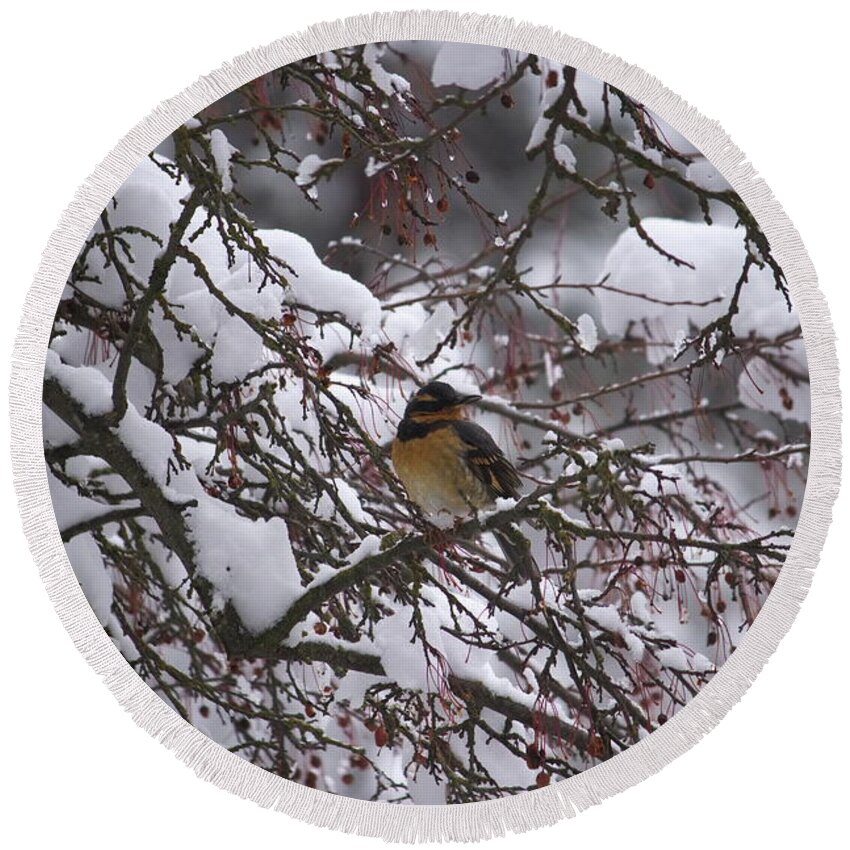 Varied Thrush Round Beach Towel featuring the photograph Varied Thrush by Jean Evans