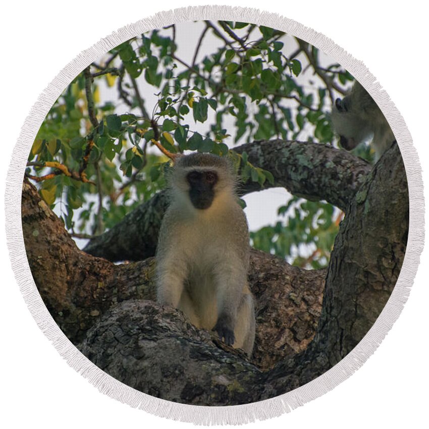 Monkey Round Beach Towel featuring the photograph Vervet Monkey in a Tree by Mark Hunter