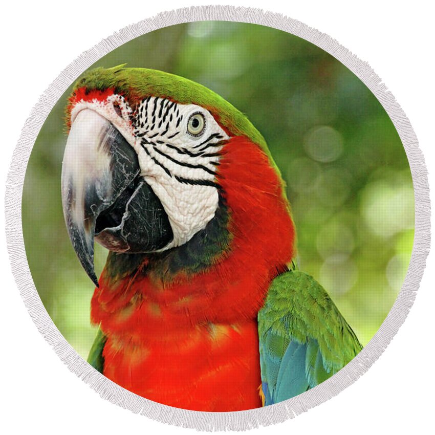 Macaw Round Beach Towel featuring the photograph Vibrant Macaw by Debbie Oppermann