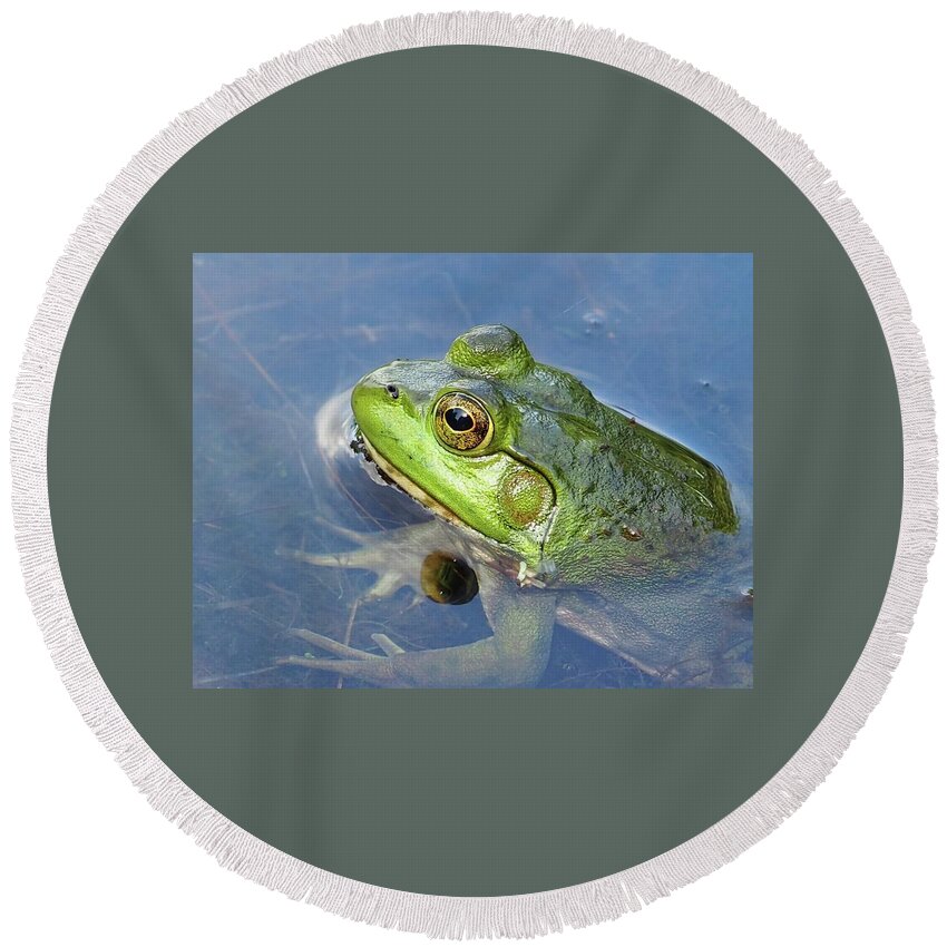 Amphibian Round Beach Towel featuring the photograph Waiting For Supper by Alida M Haslett