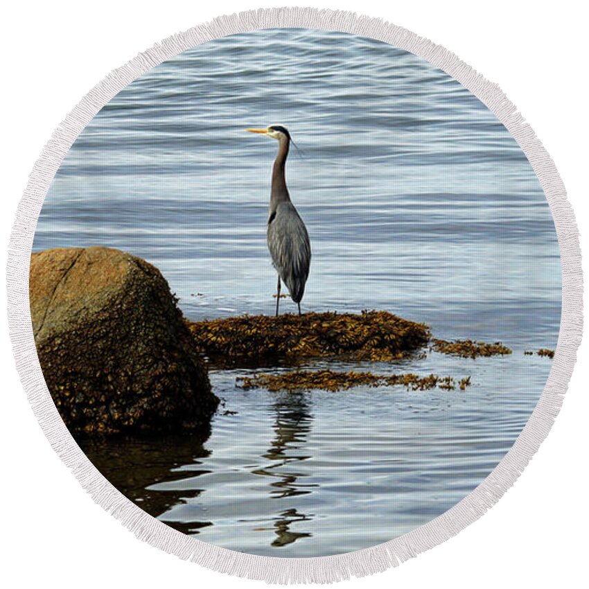 Ocean Round Beach Towel featuring the photograph Wary Heron by Cameron Wood