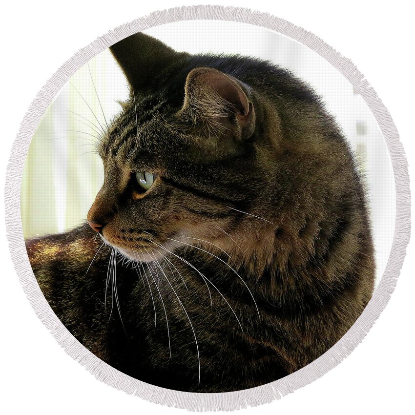Cats Round Beach Towel featuring the photograph Was That a Mouse? by Linda Stern