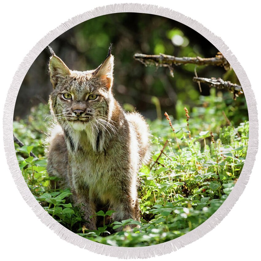 Lynx Round Beach Towel featuring the photograph Watchful Mama Lynx by Tim Newton