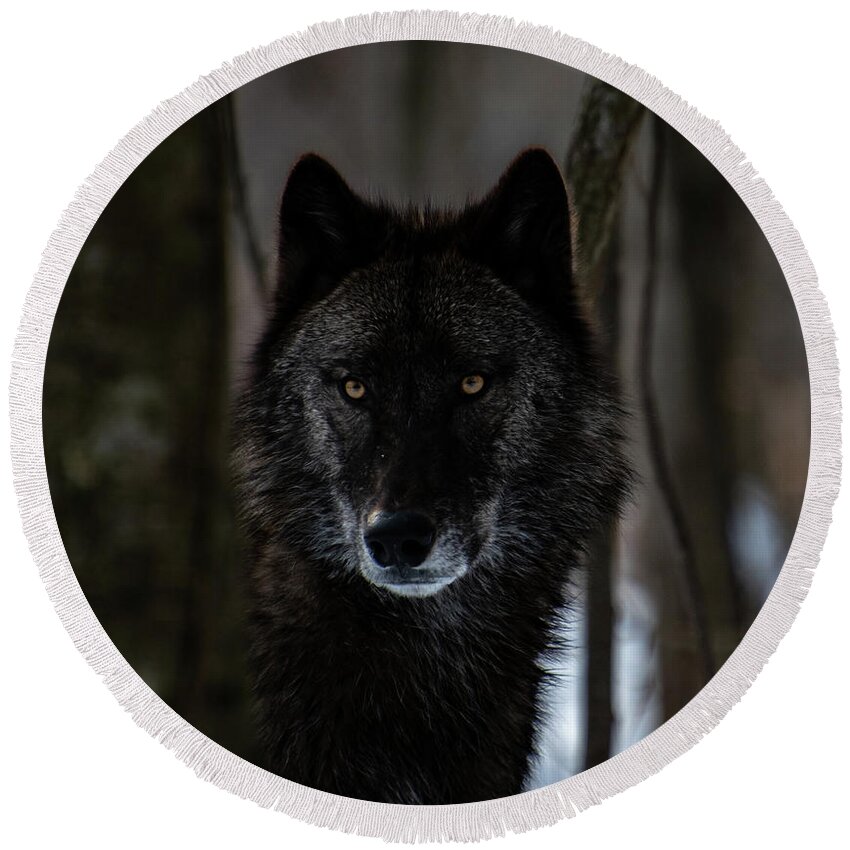 British Columbian Wolf Round Beach Towel featuring the photograph Watching by Rose Guinther