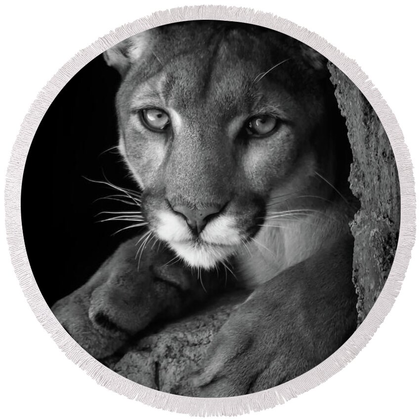 Mountain Lion Round Beach Towel featuring the photograph What Now by Elaine Malott