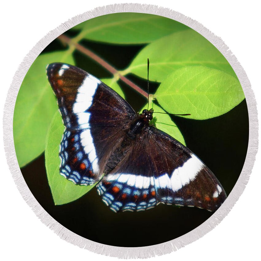 Butterfly Round Beach Towel featuring the photograph White Admiral Butterfly by Christina Rollo