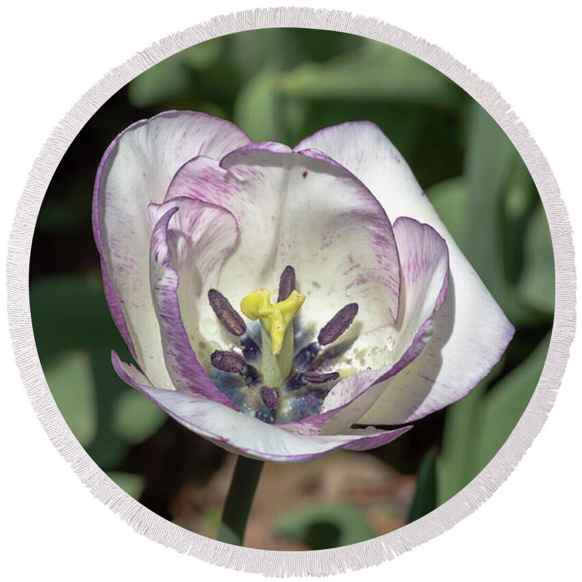 Tulip Round Beach Towel featuring the photograph White-and-Purple Tulip by Dawn Cavalieri
