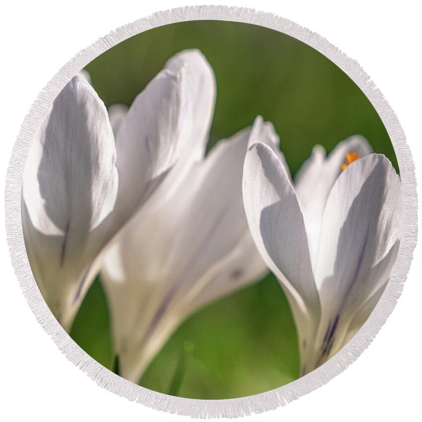 Spring Round Beach Towel featuring the photograph White Crocus by Framing Places