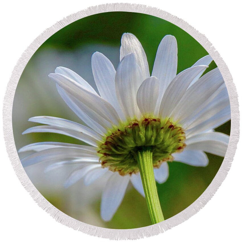 Flower Round Beach Towel featuring the photograph Fresh As A Daisy by Susan Rydberg
