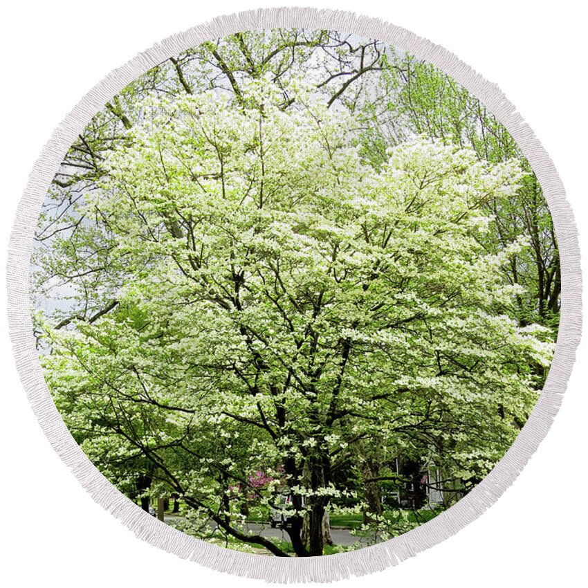 Dogwood Tree Round Beach Towel featuring the photograph White Dogwood Tree in Spring by Linda Stern