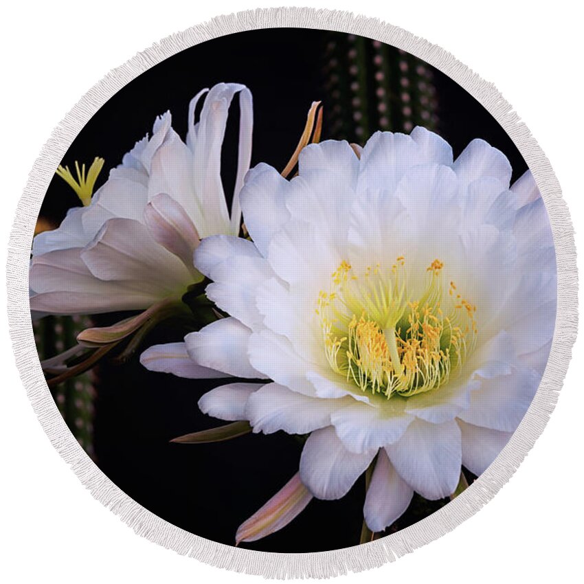 Torch Cactus Round Beach Towel featuring the photograph White Echinopsis Blooms by Saija Lehtonen