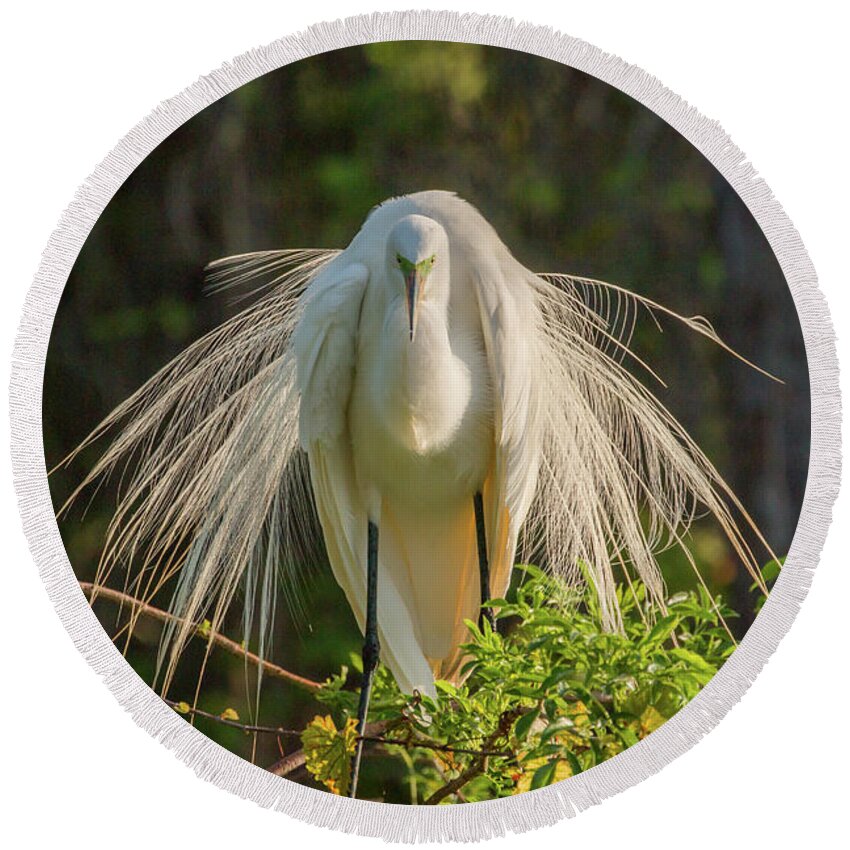 White Egret Round Beach Towel featuring the photograph White Egret by Dorothy Cunningham
