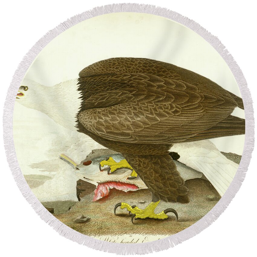 Eagle Round Beach Towel featuring the mixed media White-headed Eagle by Alexander Wilson