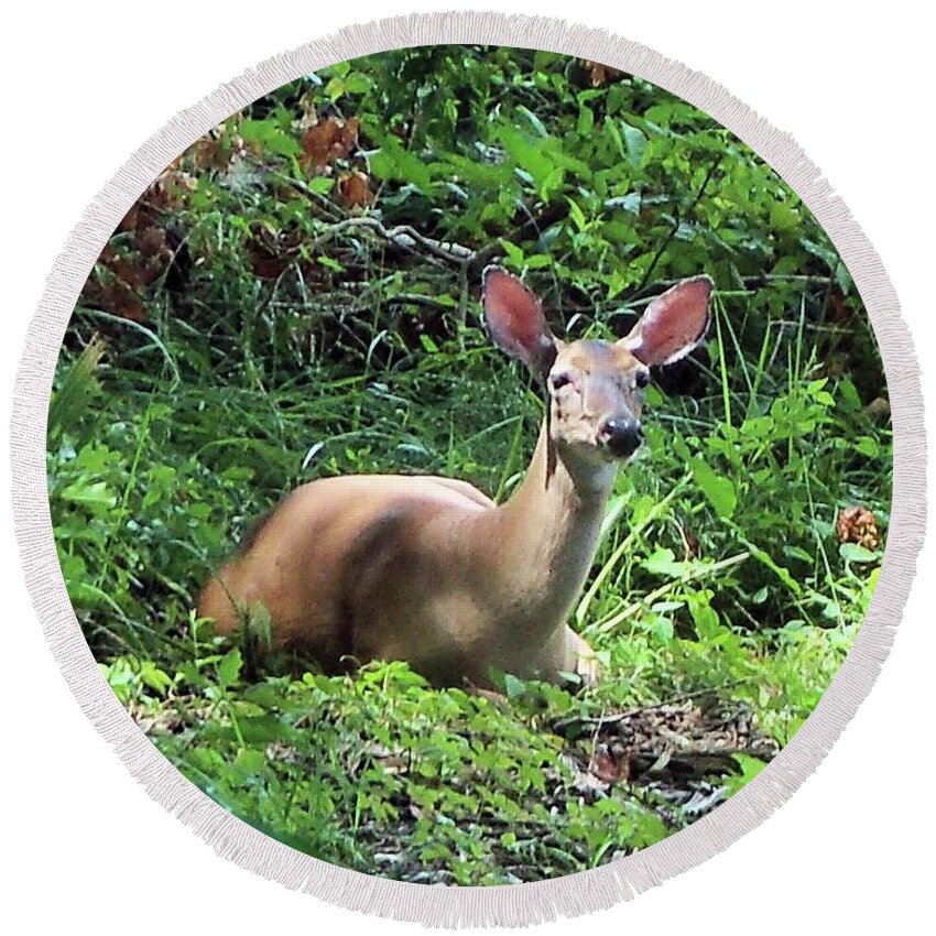 Animals Round Beach Towel featuring the photograph White Tail Doe by Karen Stansberry
