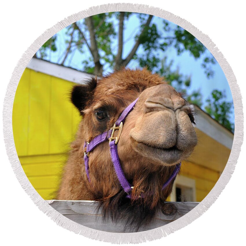 Camel Round Beach Towel featuring the photograph Why Hello There by Luke Moore