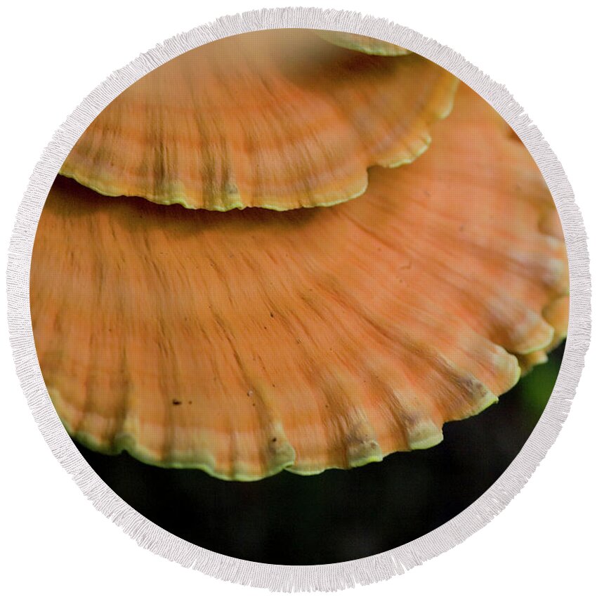 Chicken Of The Woods Round Beach Towel featuring the photograph Wild Mushrooms on a log by Rich Collins