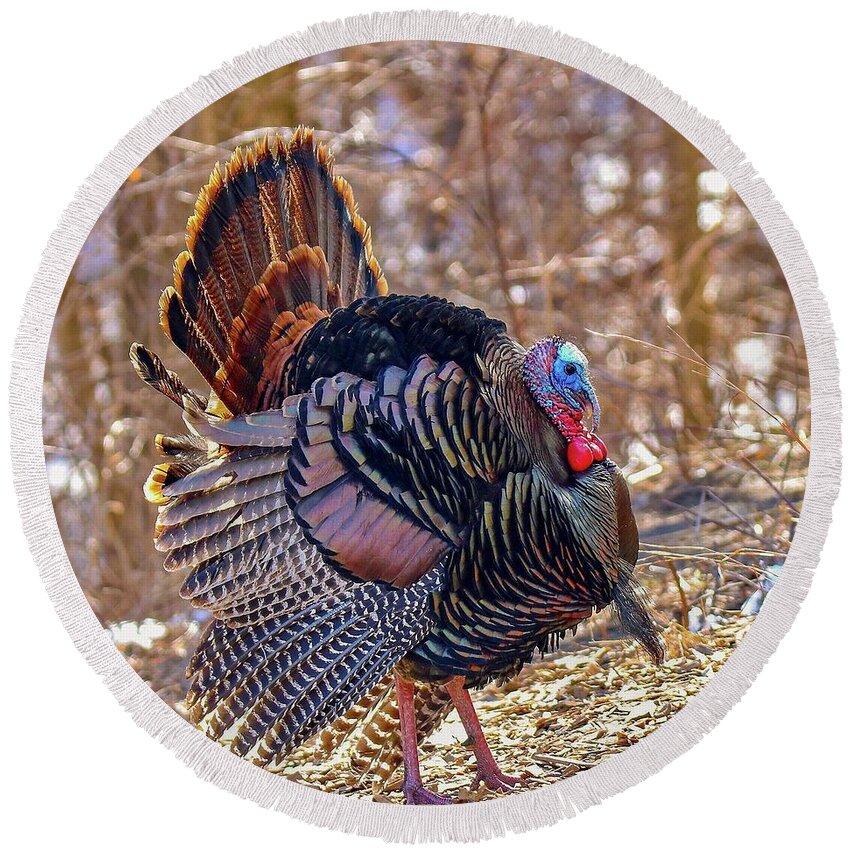 Colorful Round Beach Towel featuring the photograph Wild Turkey by Susan Rydberg