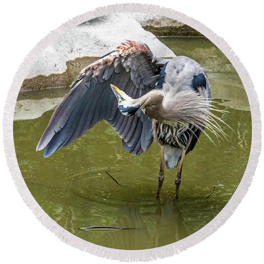 Great Blue Heron Round Beach Towel featuring the photograph Great Blue Preening by Kate Brown