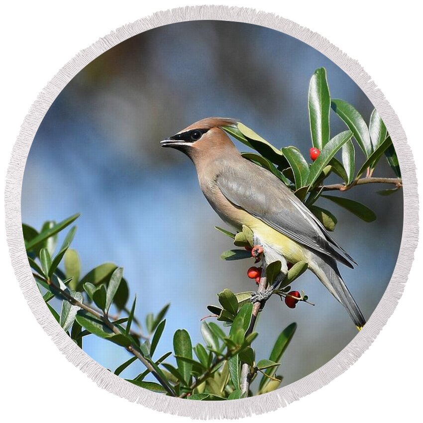 Cedar Waxwing Round Beach Towel featuring the photograph Winged Beauty by Fraida Gutovich