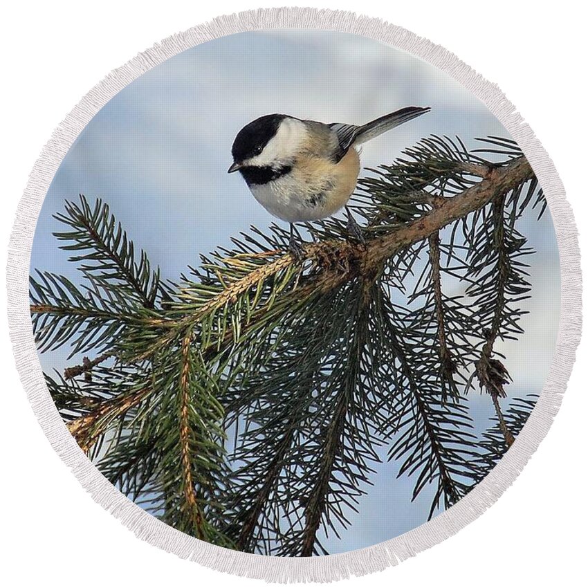  Round Beach Towel featuring the photograph Winter Chickadee by Elaine Manley