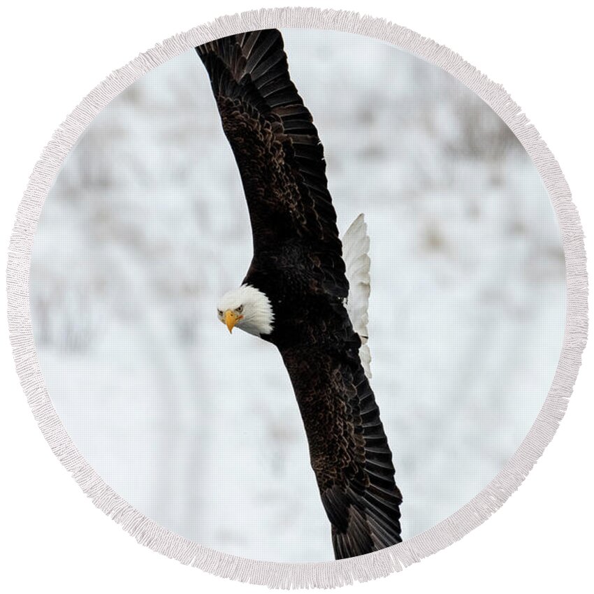 Bald Eagle Round Beach Towel featuring the photograph Winter Turn by Michael Dawson