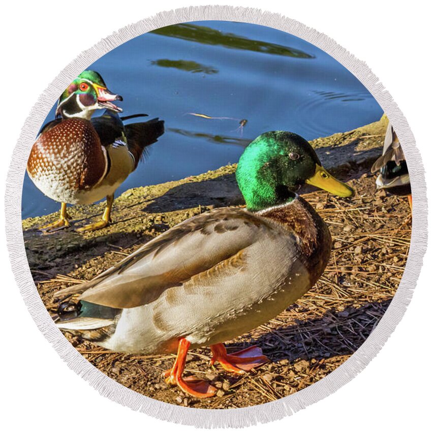 Wood Duck Round Beach Towel featuring the photograph Wood Duck and Mallards by Kate Brown
