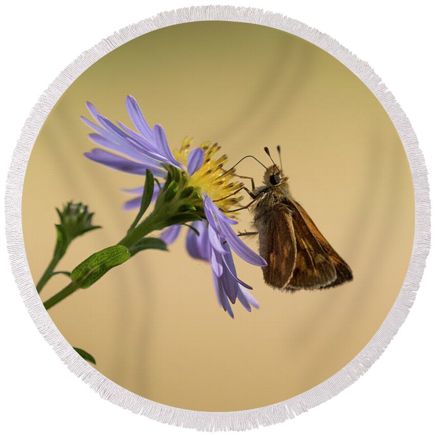 Animals Round Beach Towel featuring the photograph Woodland Skipper on Aster by Robert Potts