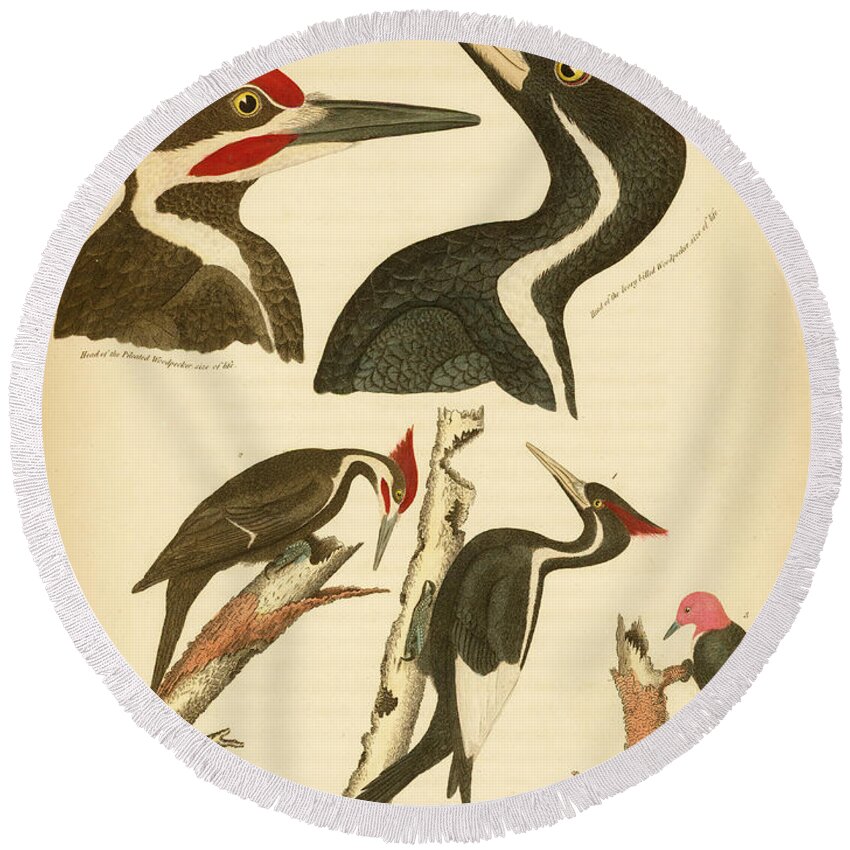 Birds Round Beach Towel featuring the mixed media Woodpeckers by Alexander Wilson