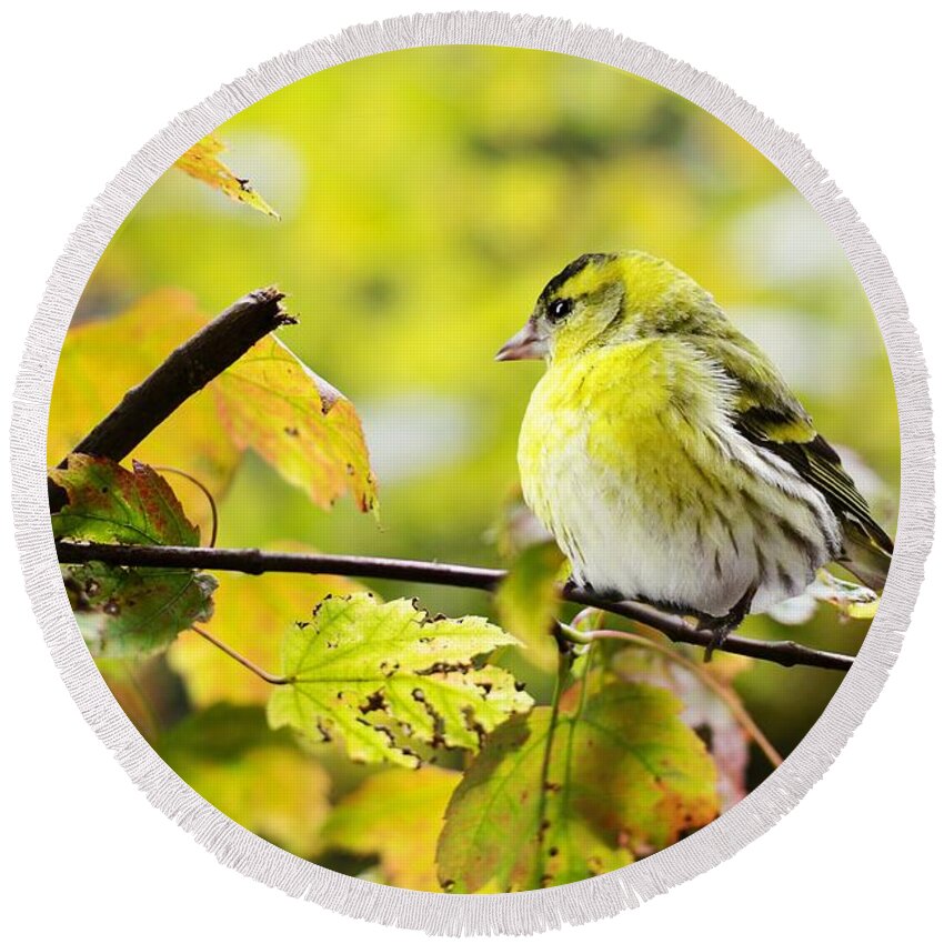 Cute Round Beach Towel featuring the photograph Yellow bird by Top Wallpapers