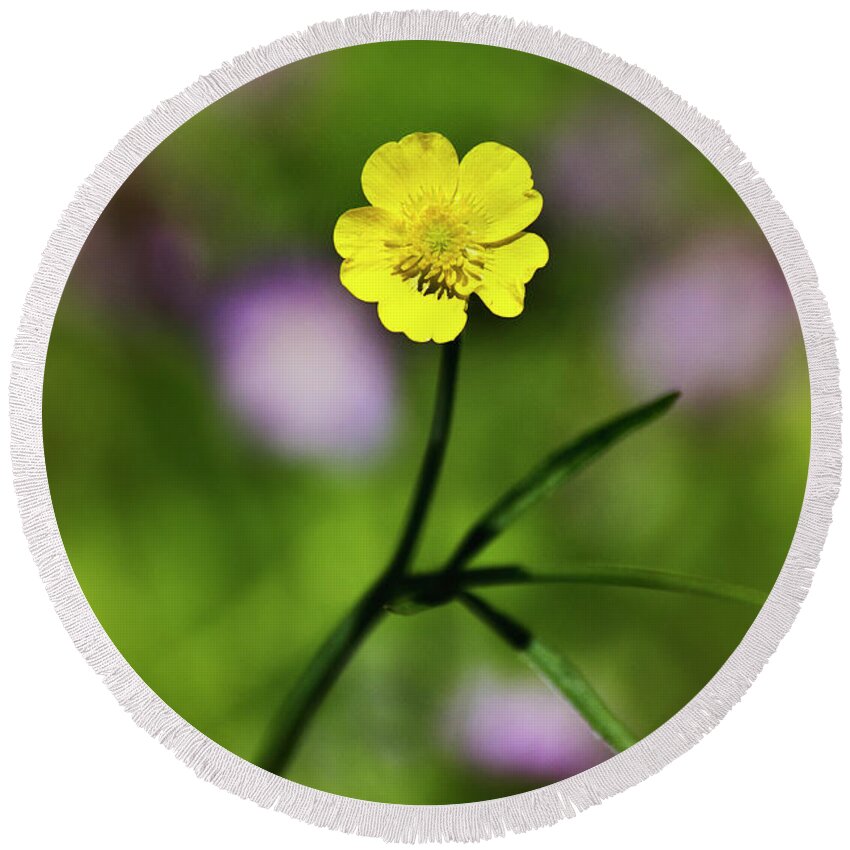 Buttercup Round Beach Towel featuring the photograph Yellow Buttercup by Christina Rollo