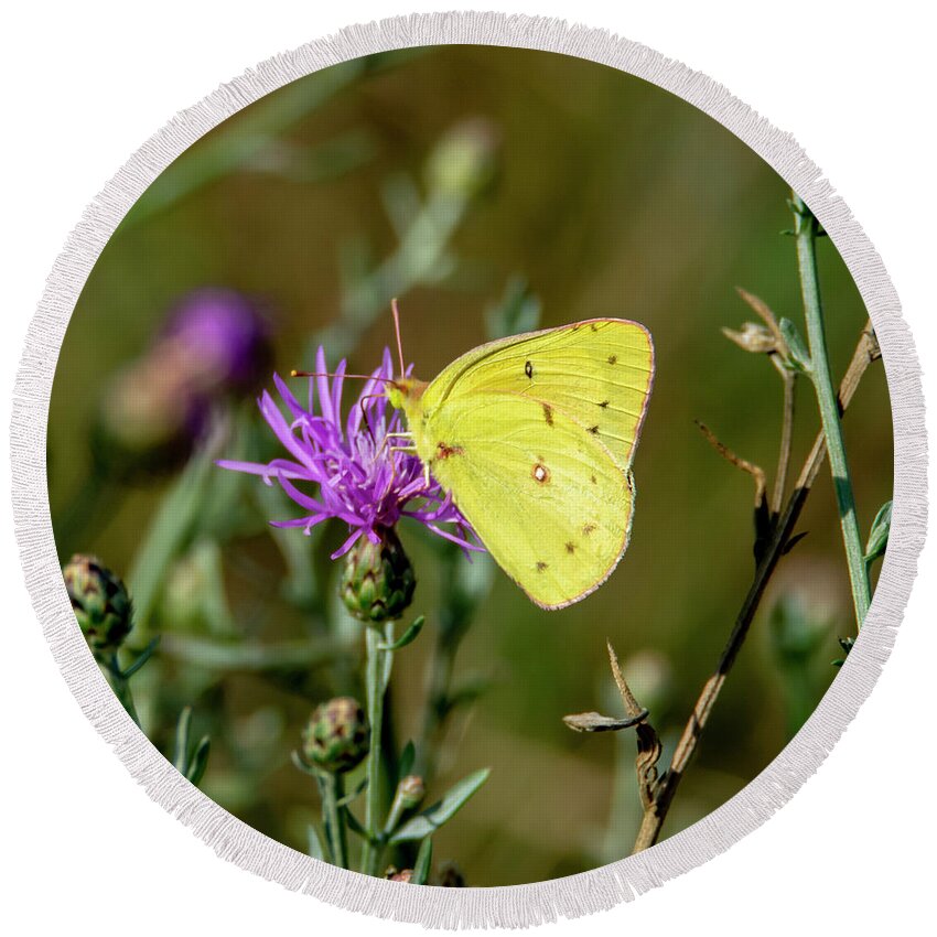 Butterfly Round Beach Towel featuring the photograph Yellow Butterfly 7201 by Cathy Kovarik